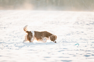 Happy healthy active dog purebred welsh springer spaniel playing, running and jumping in a snow field.