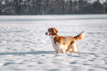 Happy healthy active dog purebred welsh springer spaniel playing, running and jumping in a snow field.