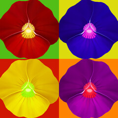colorful pansy flower background