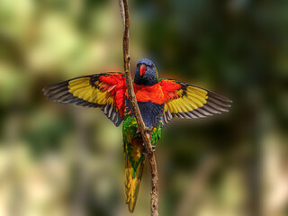 Lorikeet Cross