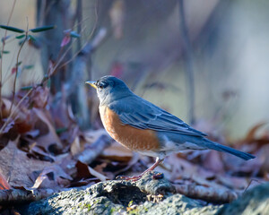 Robin enjoying a warm winter day
