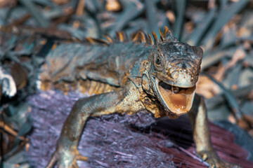 close up of iguana