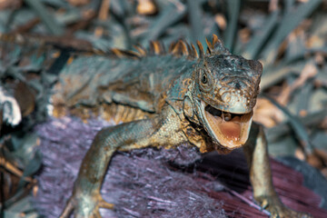 close up of a iguana
