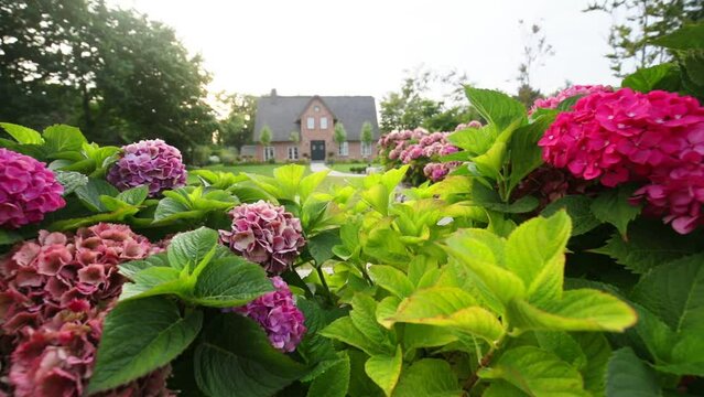 Flower beds in the garden.Landscape design of a site with hydrangeas, a trimmed lawn and a house in the distance.Pink hydrangeas in the garden. Flowers in the garden plot. 4k footage