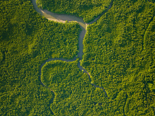 Amazing abundant mangrove forest, Aerial view of forest trees Rainforest ecosystem and healthy environment background, Texture of green trees forest top down, High angle view