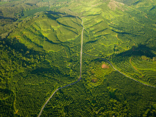 Row of palm tree plantation garden on high mountain in phang nga thailand, Aerial view drone high angle view road around the palm trees plantation