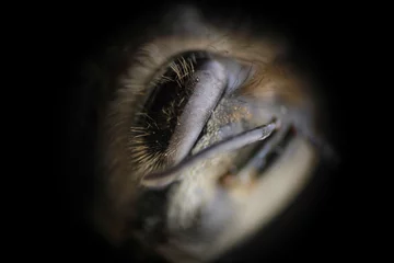 Zelfklevend Fotobehang eye of a bee © Ruben