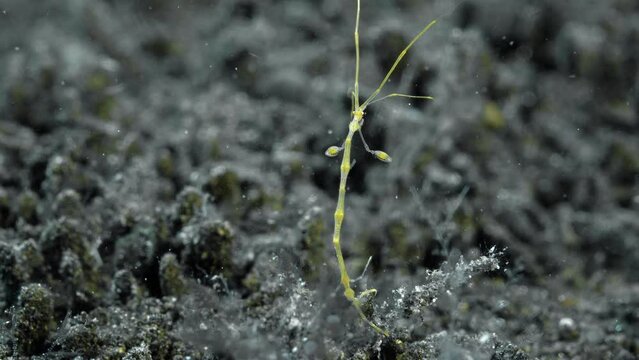 The yellow skeleton shrimp sits on the seabed, holding on to it with its hind limbs, and with its front limbs it collects food floating with the current.