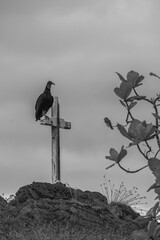Black vulture sitting on cross mystery different art