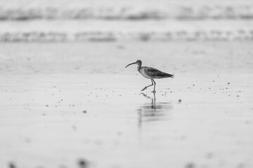 bird on the beach