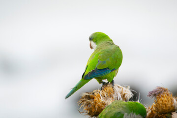 Monk parakeet , parakeet , bird , nature , wildlife , green , beak , feathers , thistle , plant , 