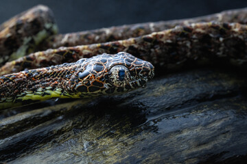 Boiga jaspidea 
commonly known as the jasper cat snake is a species of rear-fanged colubrid that is uncommon throughout its range.