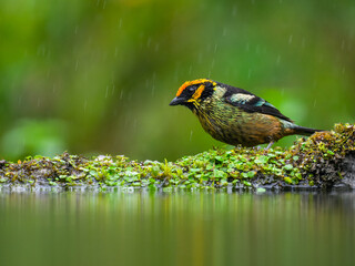 Flame-faced Tanager on the pond on green background on rainy day