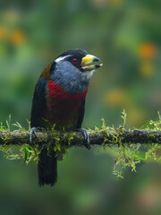 Toucan Barbet portrait on mossy stick against green background