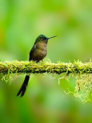 Violet-tailed Sylph on mossy tree stick on green background  