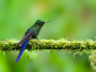 Violet-tailed Sylph on mossy tree stick on green background  