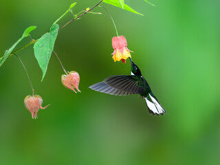 Collared Inca in flight collecting nectar from red yellow flower on green background © FotoRequest