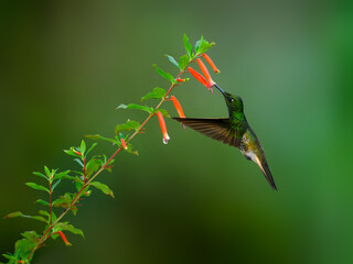 Buff-tailed Coronet in flight collecting nectar from red flower on green background