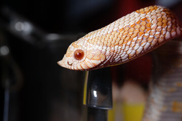 Fototapeta premium hognose snake