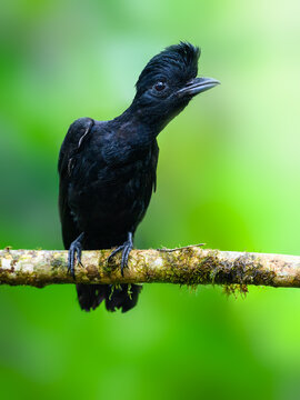 Female Amazonian Umbrellabird portrait on green background