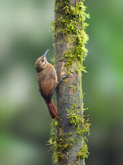 Plain-brown Woodcreeper on mossy tree trunk  