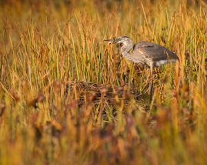 Great Blue Heron eating a fish