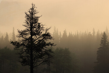 Trees in the Fog