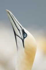 Close up of a Nothern Gannet