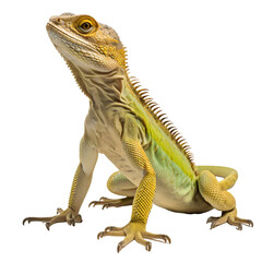 Full body of a green lizard isolated on transparent background - obrazy, fototapety, plakaty