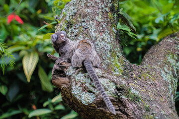 Naturaleza y arte en el parque ibirapuera