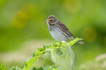 Savannah Sparrow perching on a flower