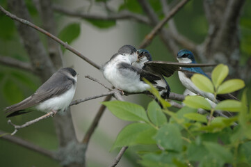 Young Tree Swallow calling parents for foods