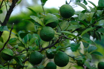 Lime is a type of plant that belongs to the citrus family. Citrus × aurantiifolia.