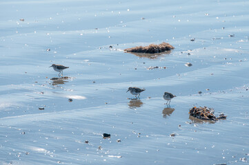 Small sandpipers search for food in the sand while the water sparkles in the sunlight.