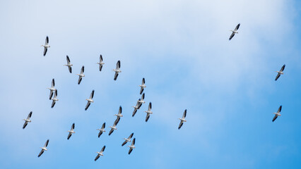 The distinctive white and black markings of white pelicans wings as seen from below.