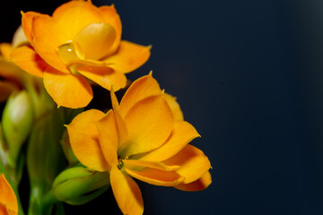 Obraz na płótnie Canvas yellow flower on black
