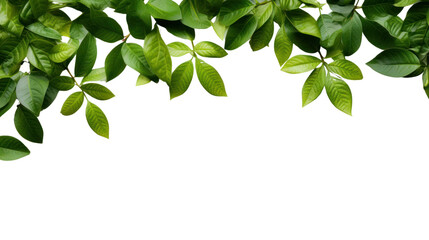 Fototapeta na wymiar Green Leaves Border isolated on white background, isolated on transparent and white background.PNG image.