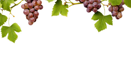 Fresh grapevine border, Isolated on white background, isolated on transparent and white...