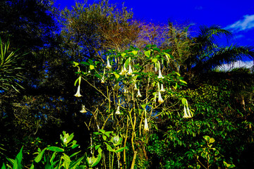 Orlando Leu Botanic Garden flower/plant in winter