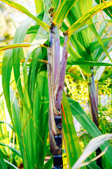 Obraz premium Orlando Leu Botanic Garden flower/plant in winter 