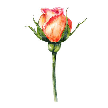 Rose of valentine's day . Realistic watercolor painting design . PNG .