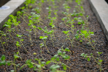 shoots of potato plants in the greenhouse. Solanum tuberosum. benih kentang.