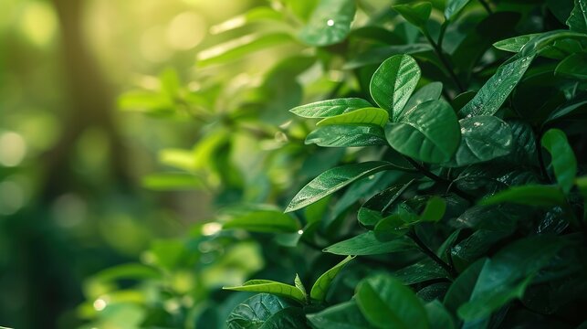 Nature of green leaf in garden at summer. Natural green leaves plants using as spring background cover page greenery environment ecology wallpaper