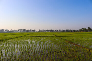 Fototapeta premium field of rice