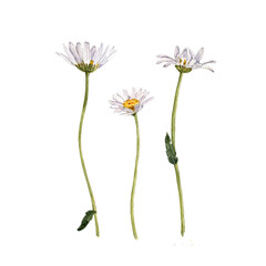 watercolor drawing plant of ox-eye daisy with green leaves and flowers, isolated at white background, natural element, hand drawn botanical illustration