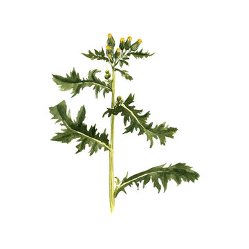 watercolor drawing plant of groundsel with green leaves and flowers,old-man-in-the-spring, Senecio vulgaris, isolated at white background, natural element, hand drawn botanical illustration