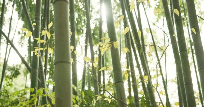 Leaves, bamboo trees and sunshine with green in nature, Japanese jungle or garden with lens flare. Environment, landscape in Japan with greenery, foliage and reed plants in natural background