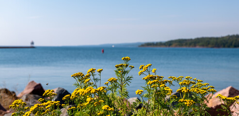 Beautiful yellow flower blossoms of Tansy plants in shallow focus, along the North Shore of Lake Superior in Minnesota. Tanacetum vulgare, also called Bitter Buttons, Golden Buttons and Cow Bitter.