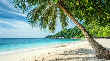 Touched tropical beach in similan island,Coconut tree or palm tree on the Beach