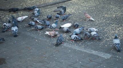 Obraz premium pigeons on the ground in town